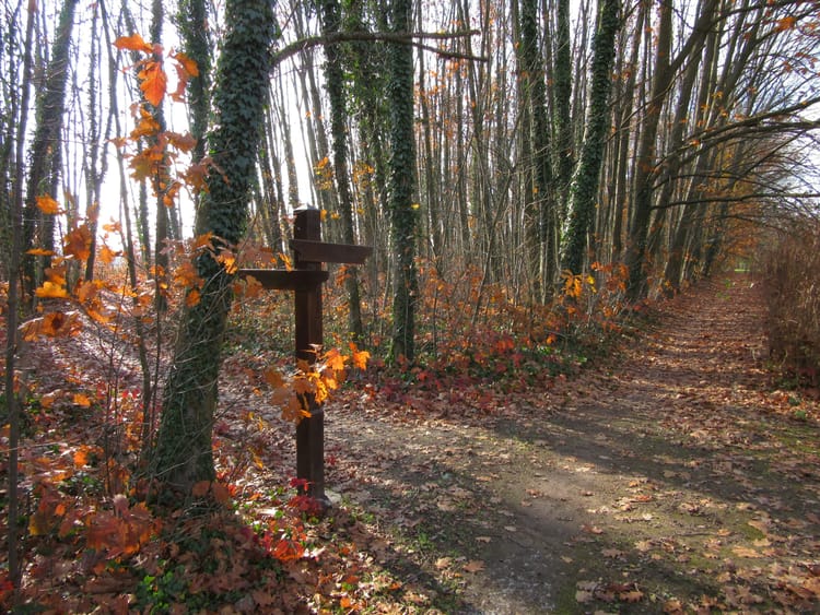 Crossroads with signpost in forest during fall.