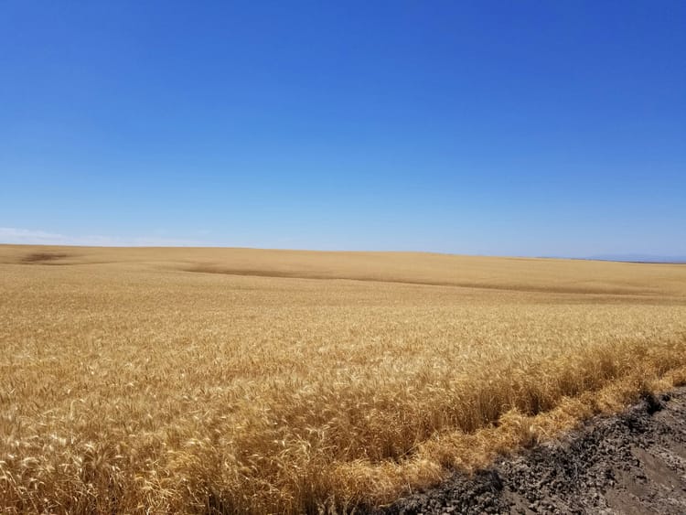 An amber field of grain in Oregon.
