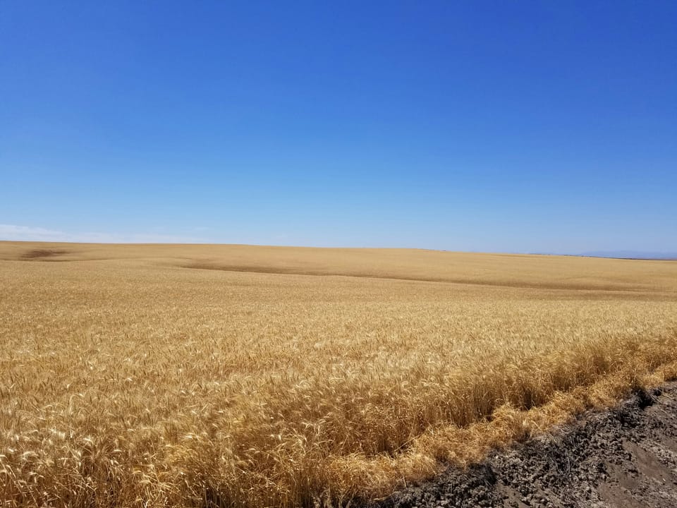 An amber field of grain in Oregon.
